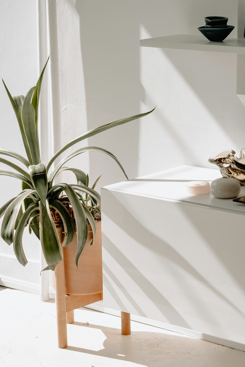 green plant on brown pot