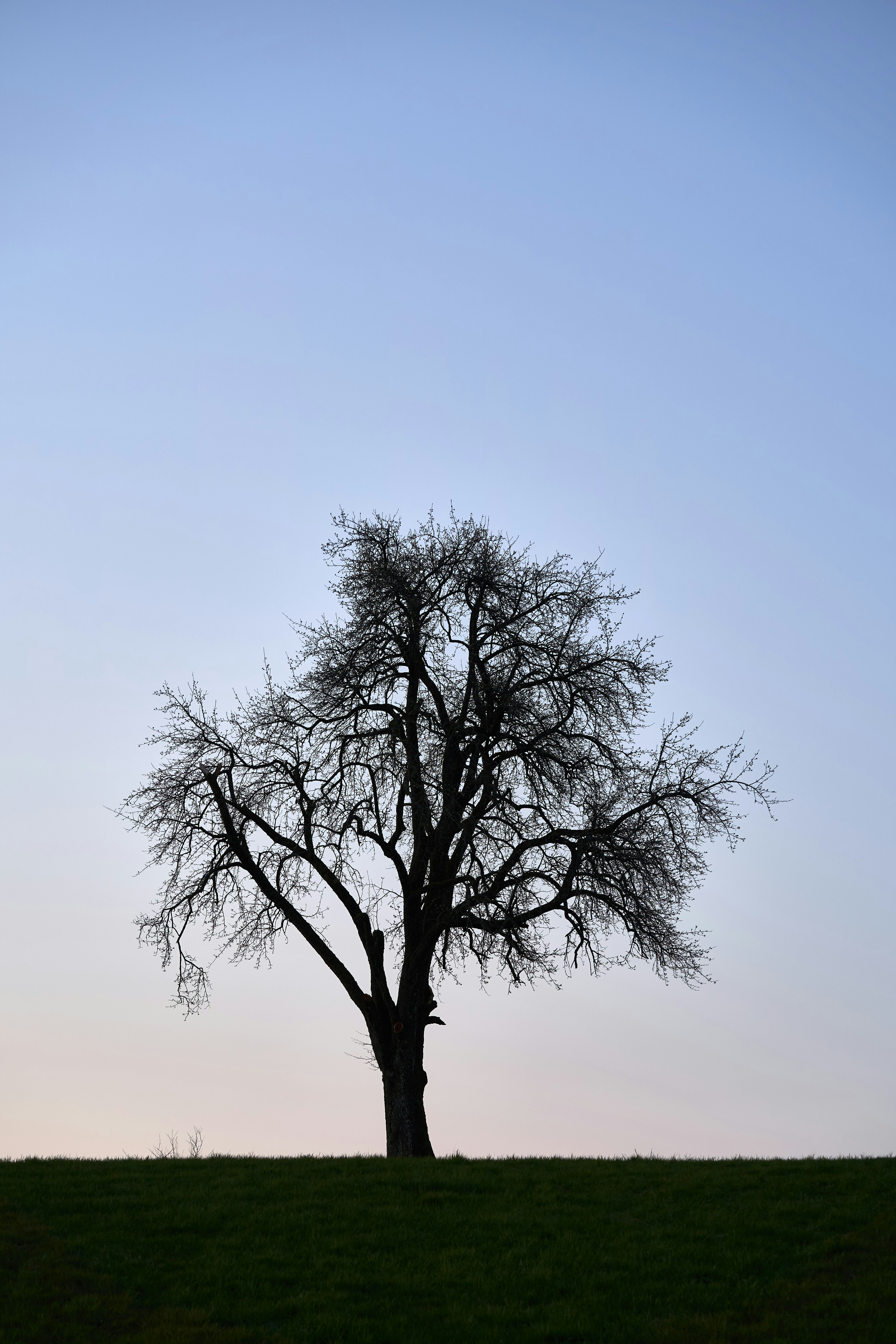 Photo by wolfgang_hasselmann