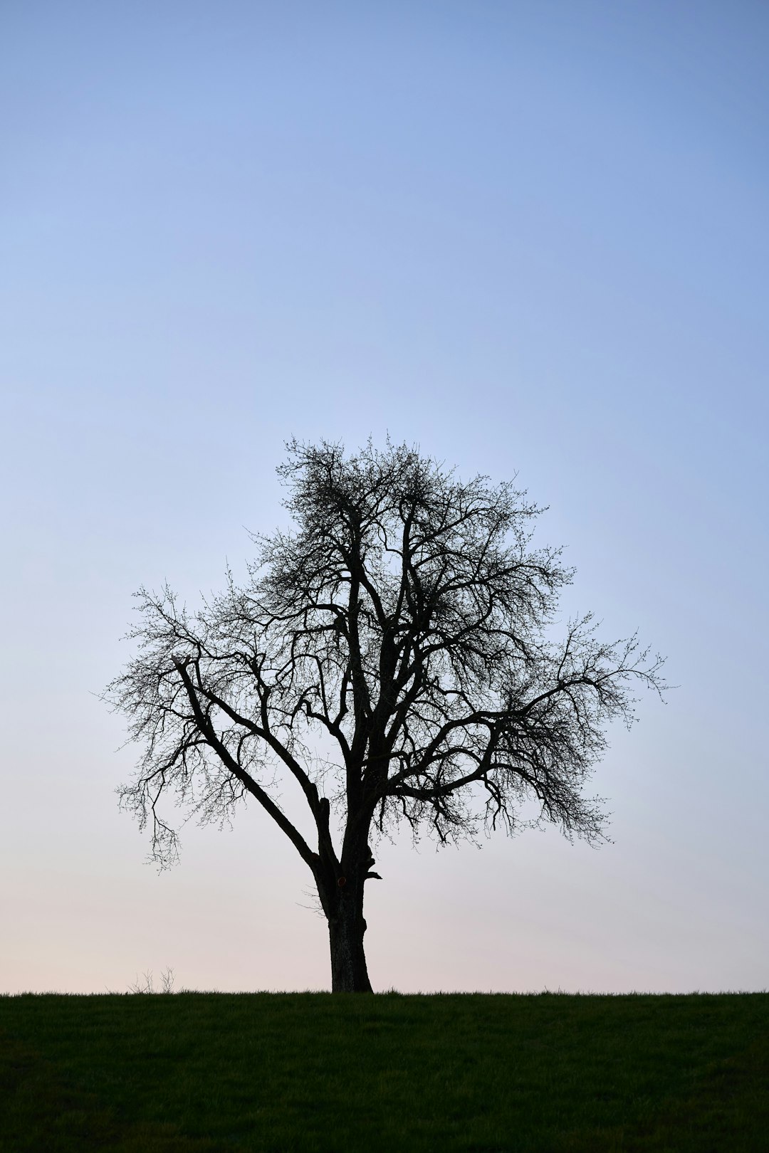 black bare tree under blue sky during daytime