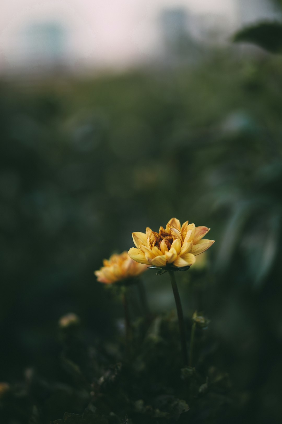 yellow flower in tilt shift lens