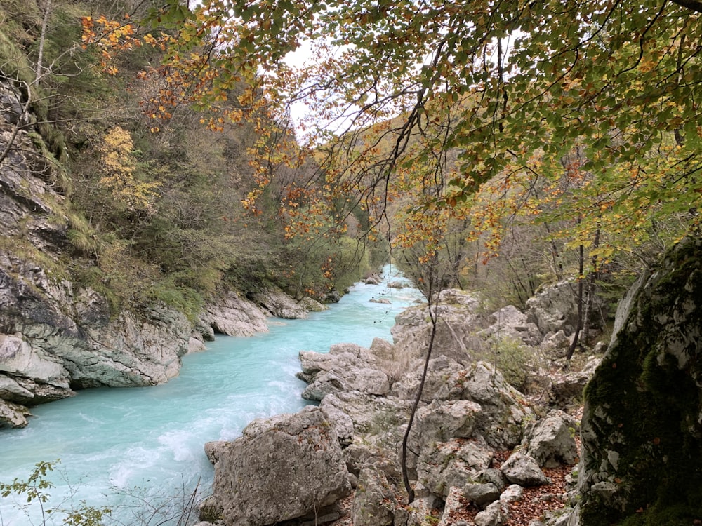 river between trees during daytime