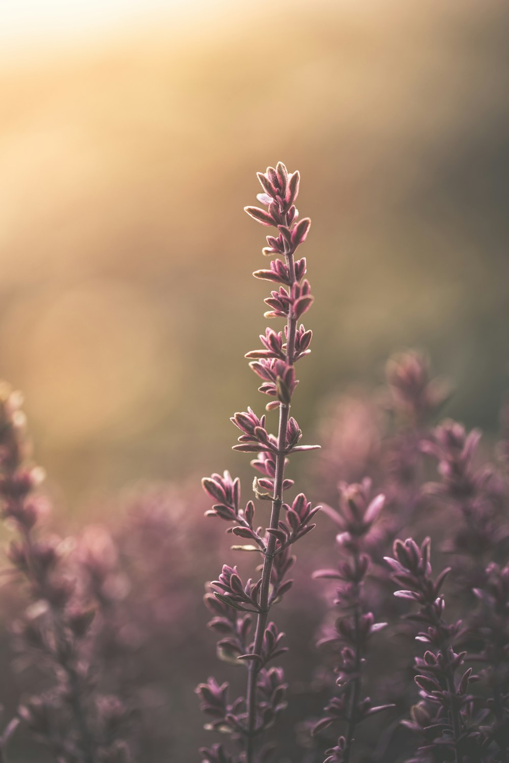 purple flowers in tilt shift lens