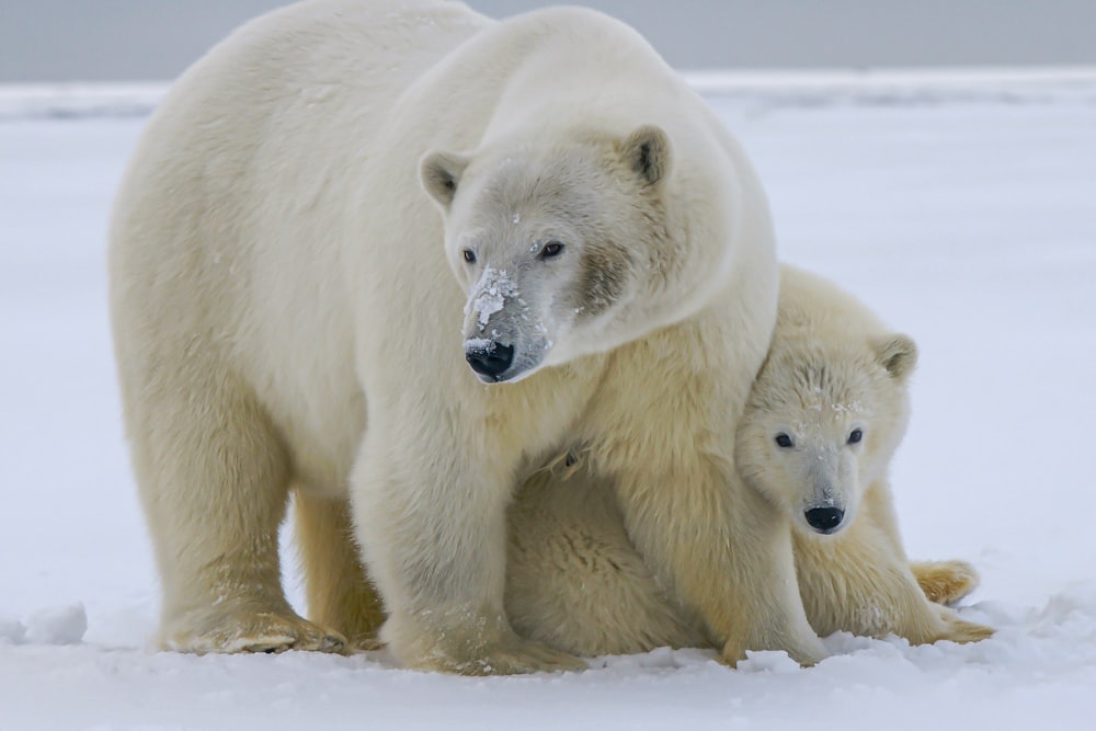 white polar bear on snow covered ground during daytime