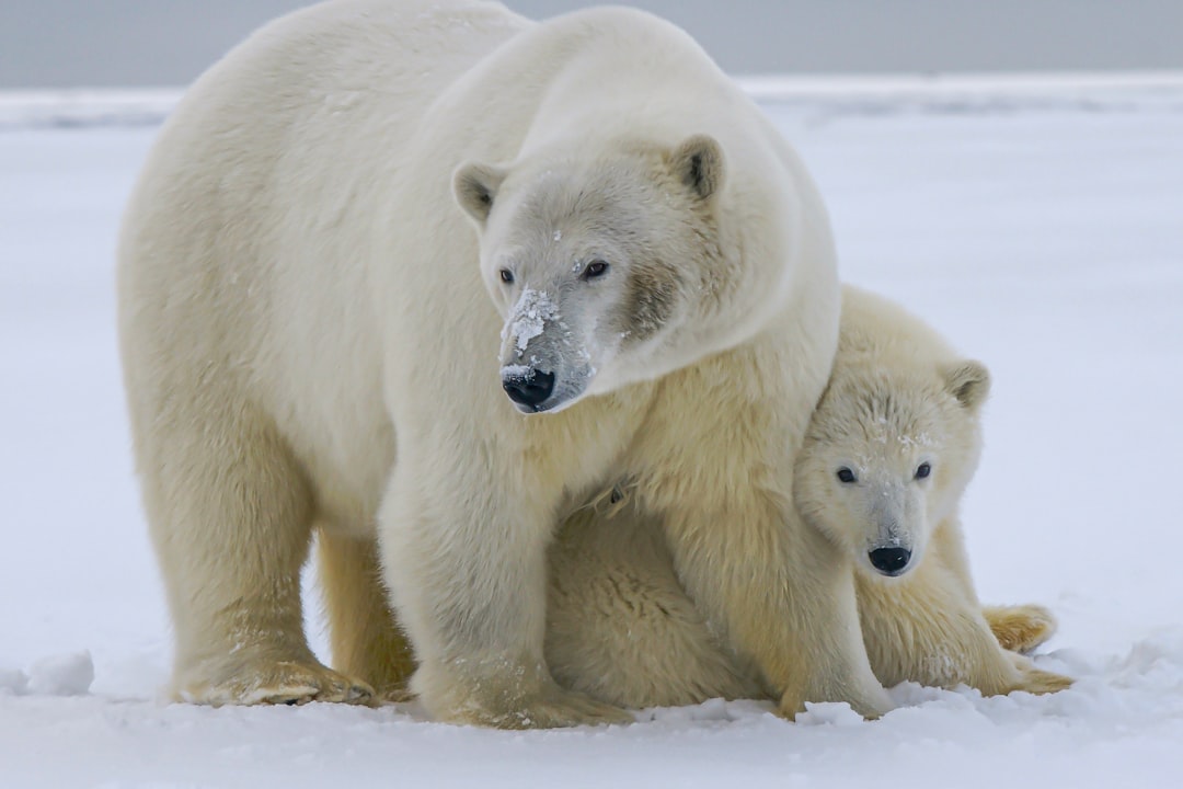 Fur-ious Farewell: Polar Bear Protesters Chilly Reception for Cruis… — Fur-ious Farewell