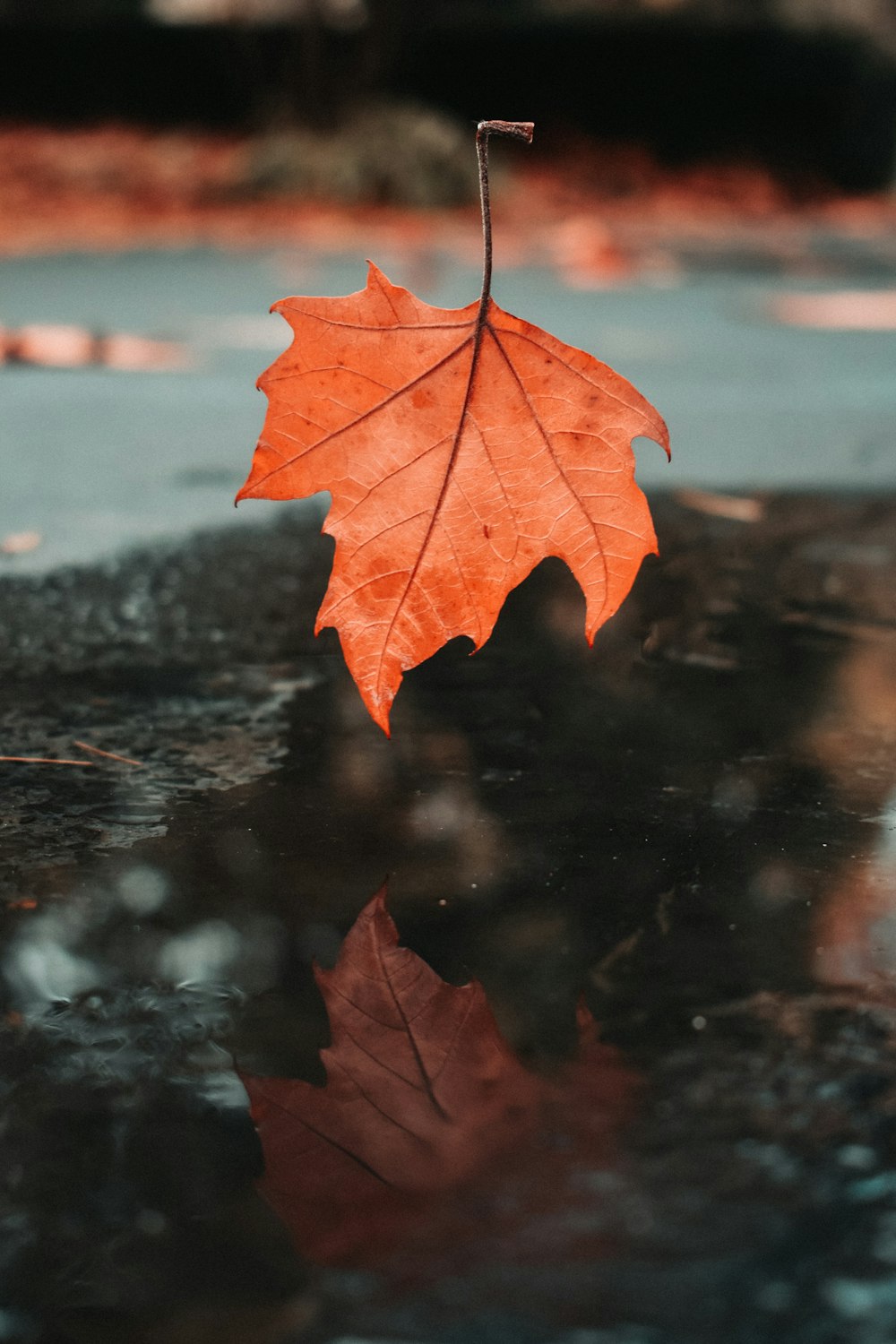 red maple leaf on water photo – Free Orange Image on Unsplash