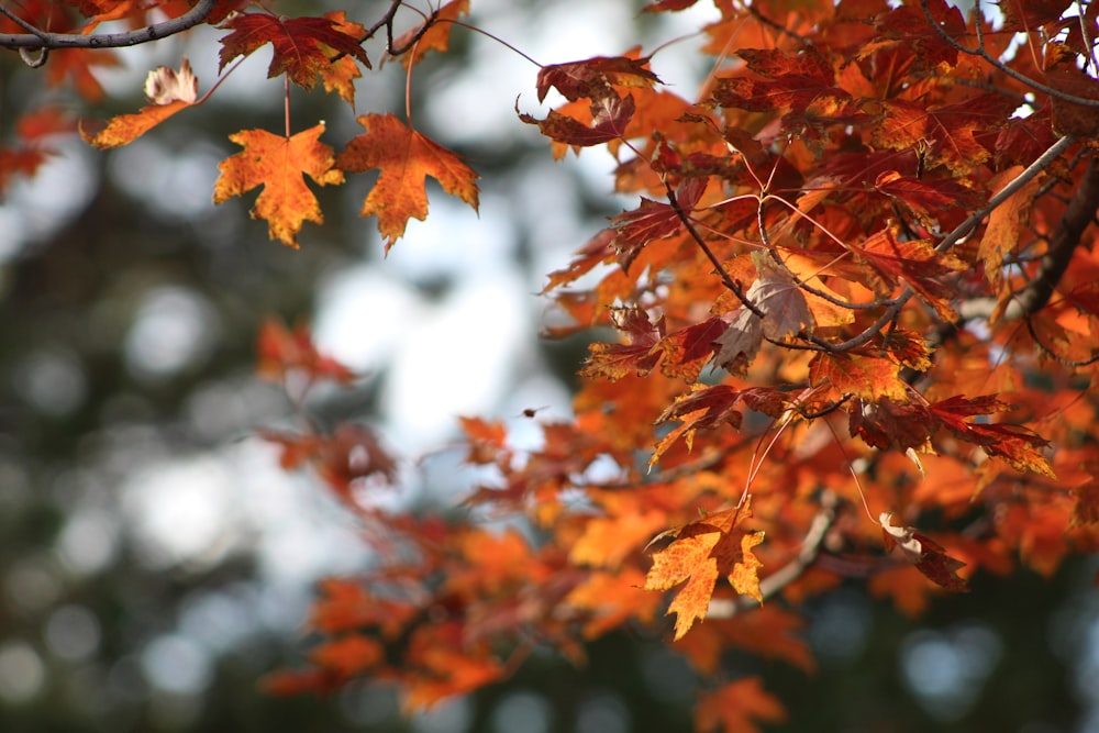 red maple leaves in tilt shift lens