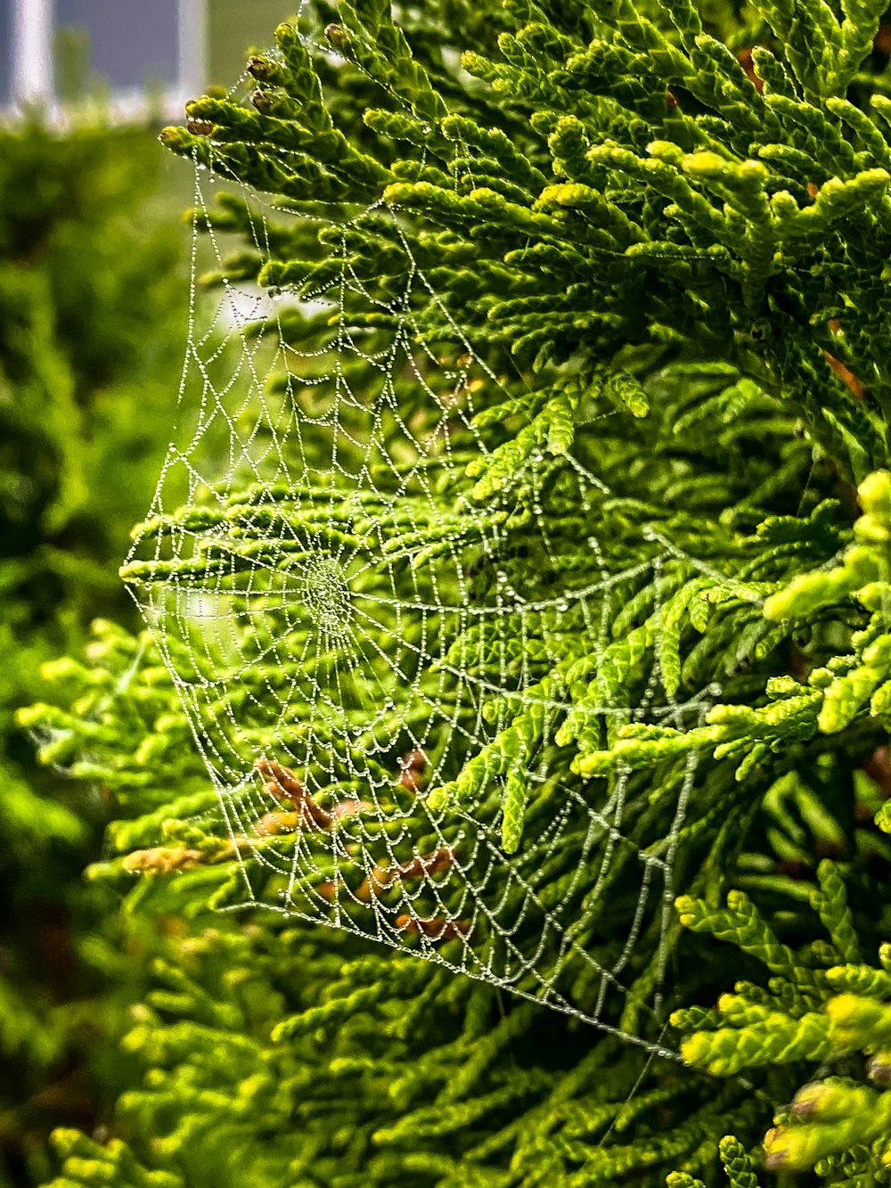 spider web on green plant