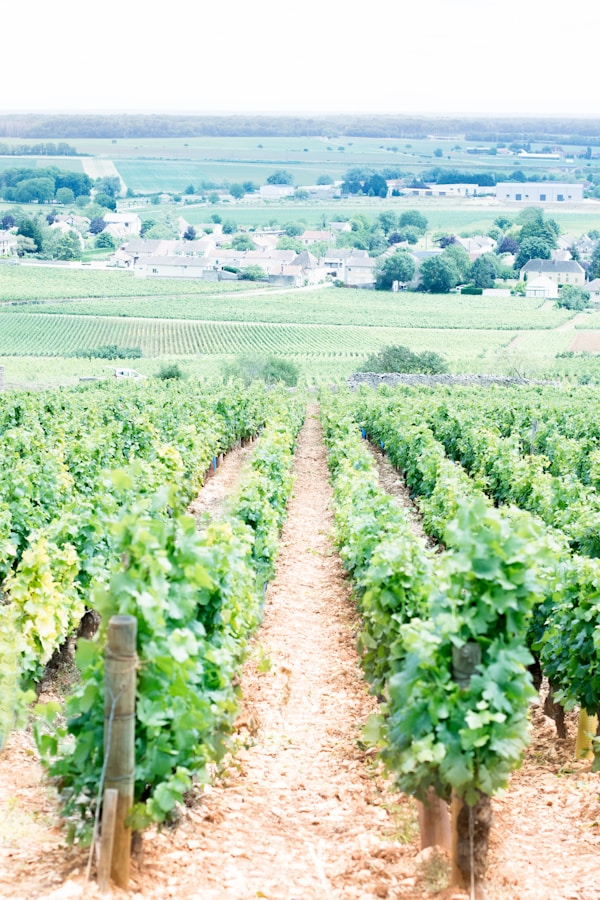 Beaune Cultural Travel: Local History, Customs, Festivals