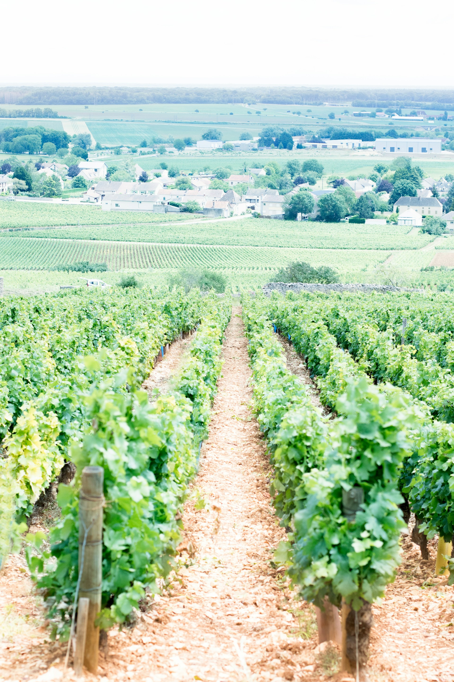 Vignobles de Bourgogne