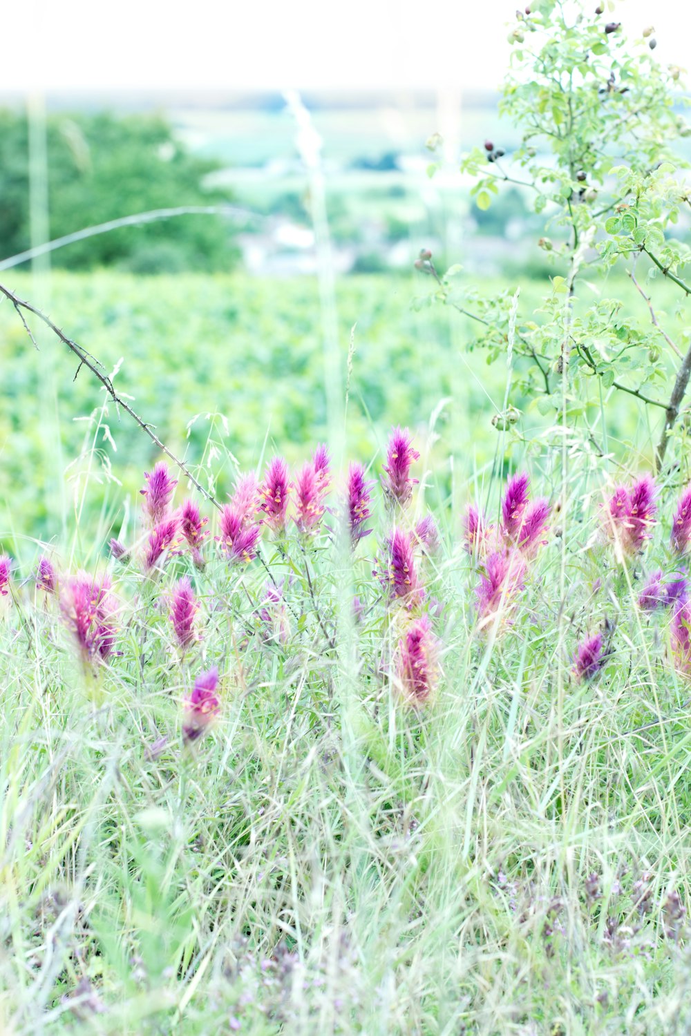 flores rosadas en un campo de hierba verde durante el día