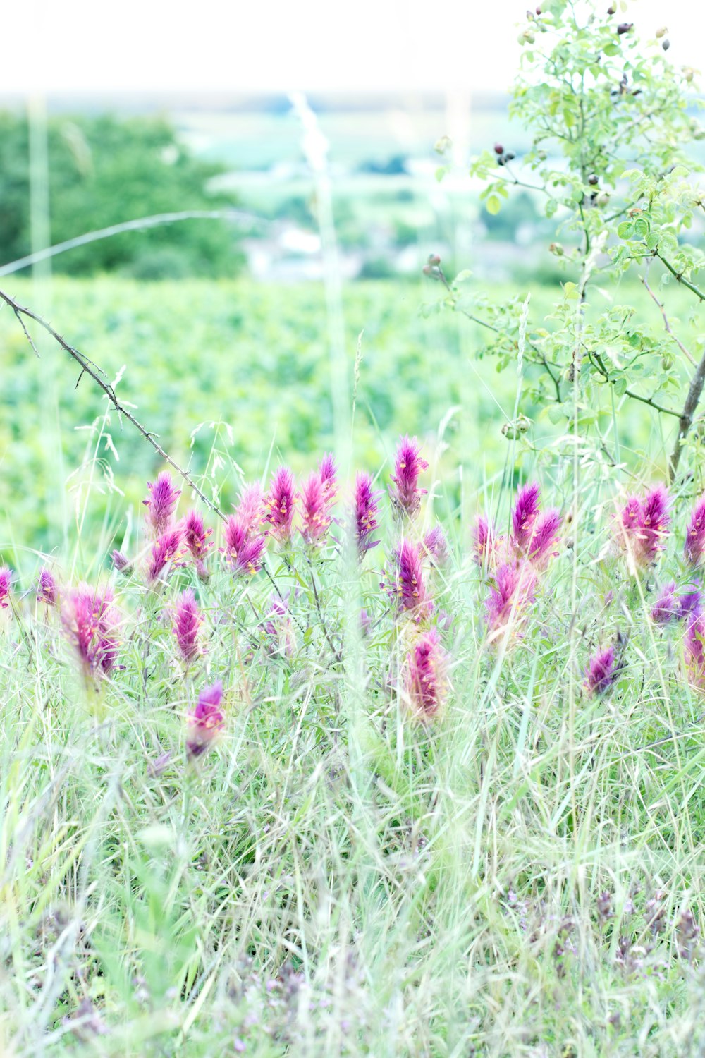 pink flowers on green grass field during daytime