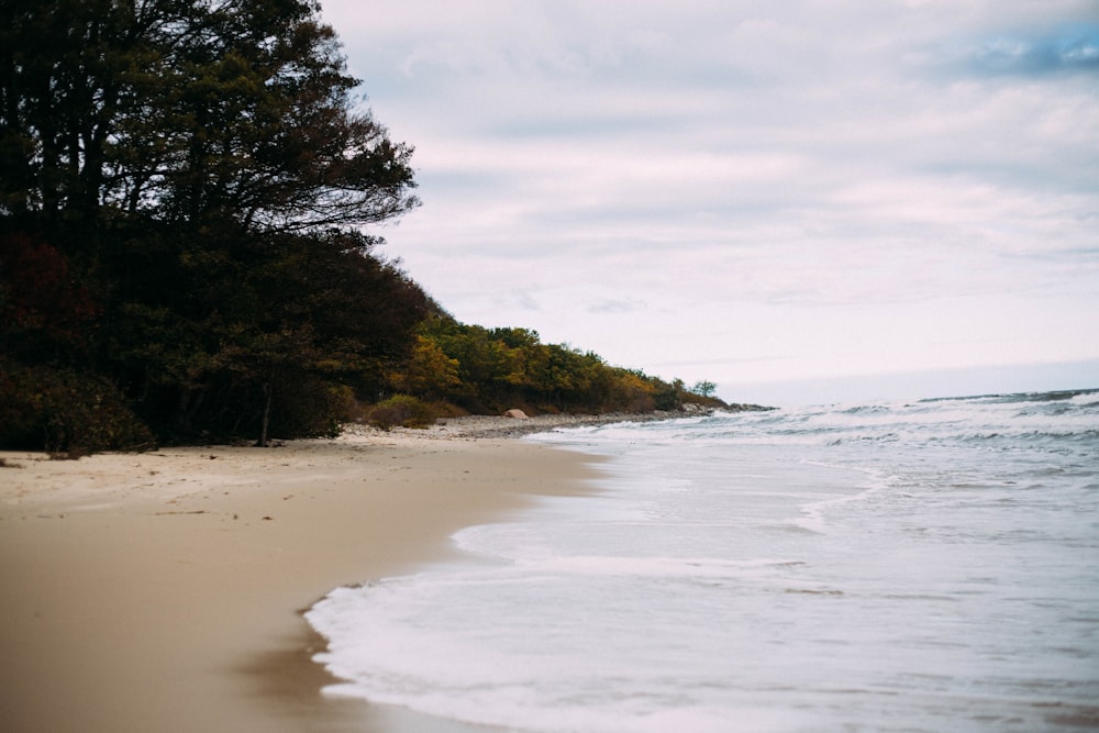 green trees on seashore during daytime