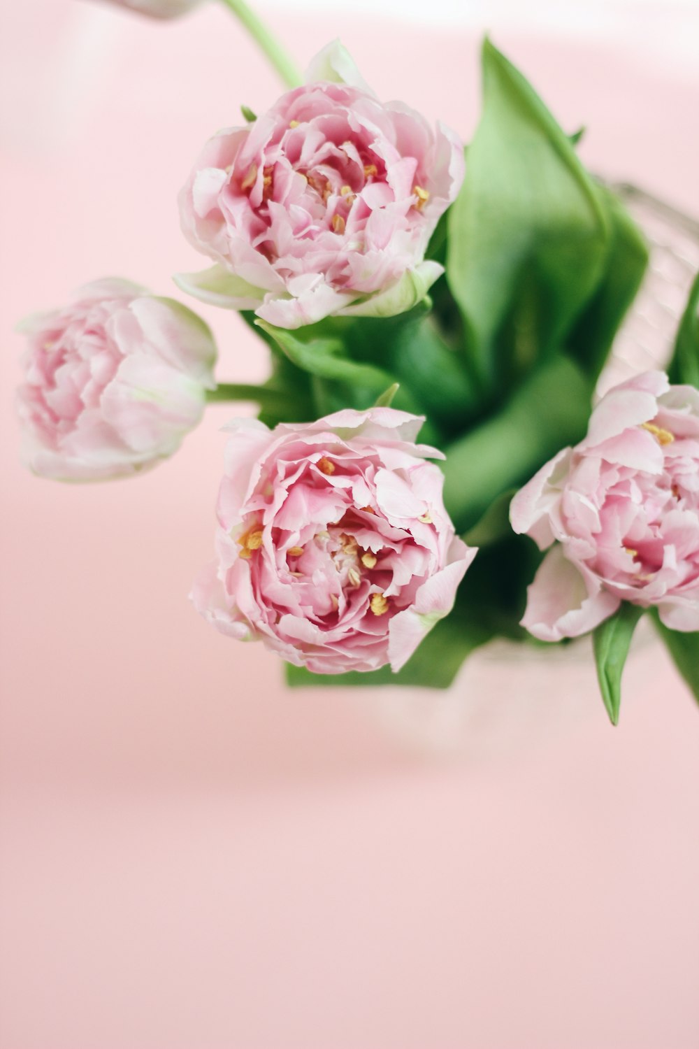 pink roses on white surface