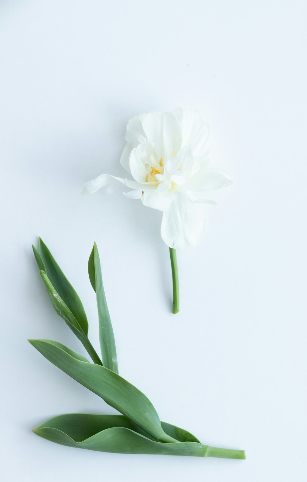 white flowers with green leaves