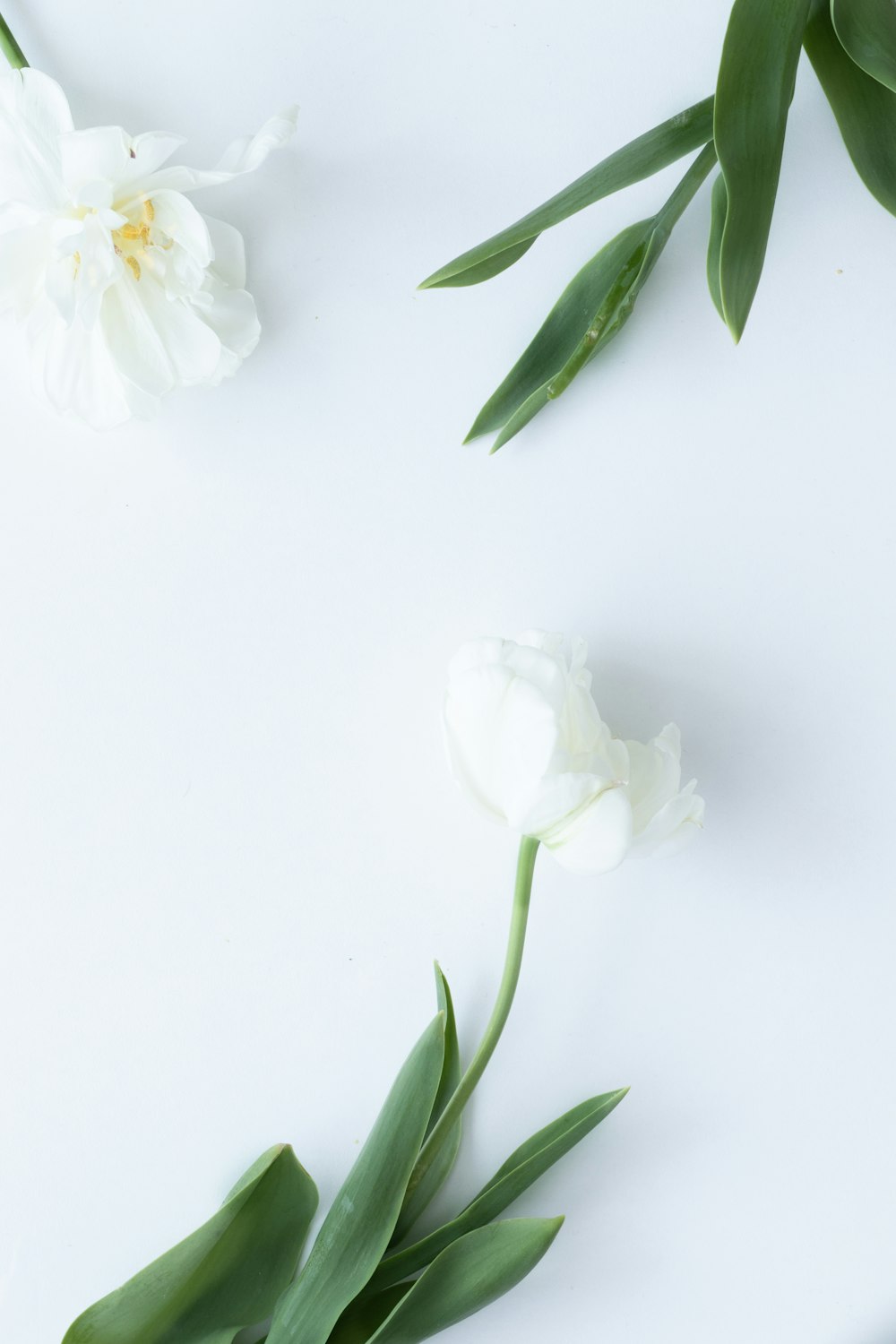 flor branca com folhas verdes