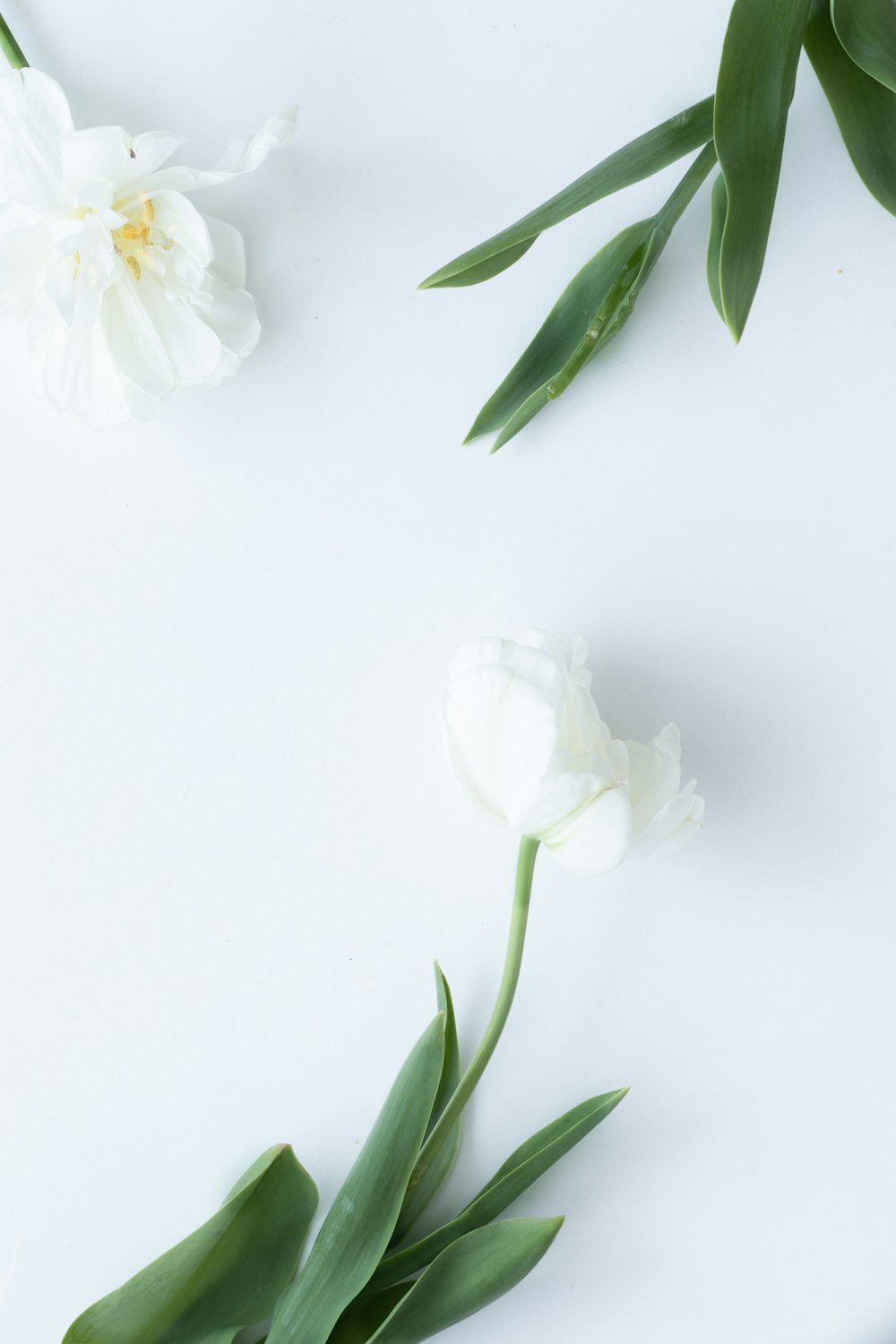 white flower with green leaves