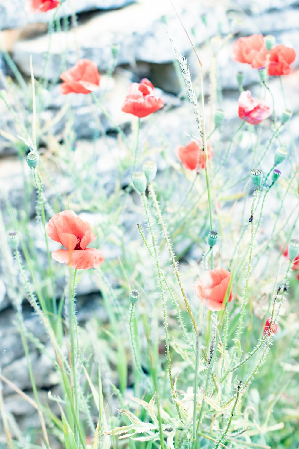 orange flower in the field