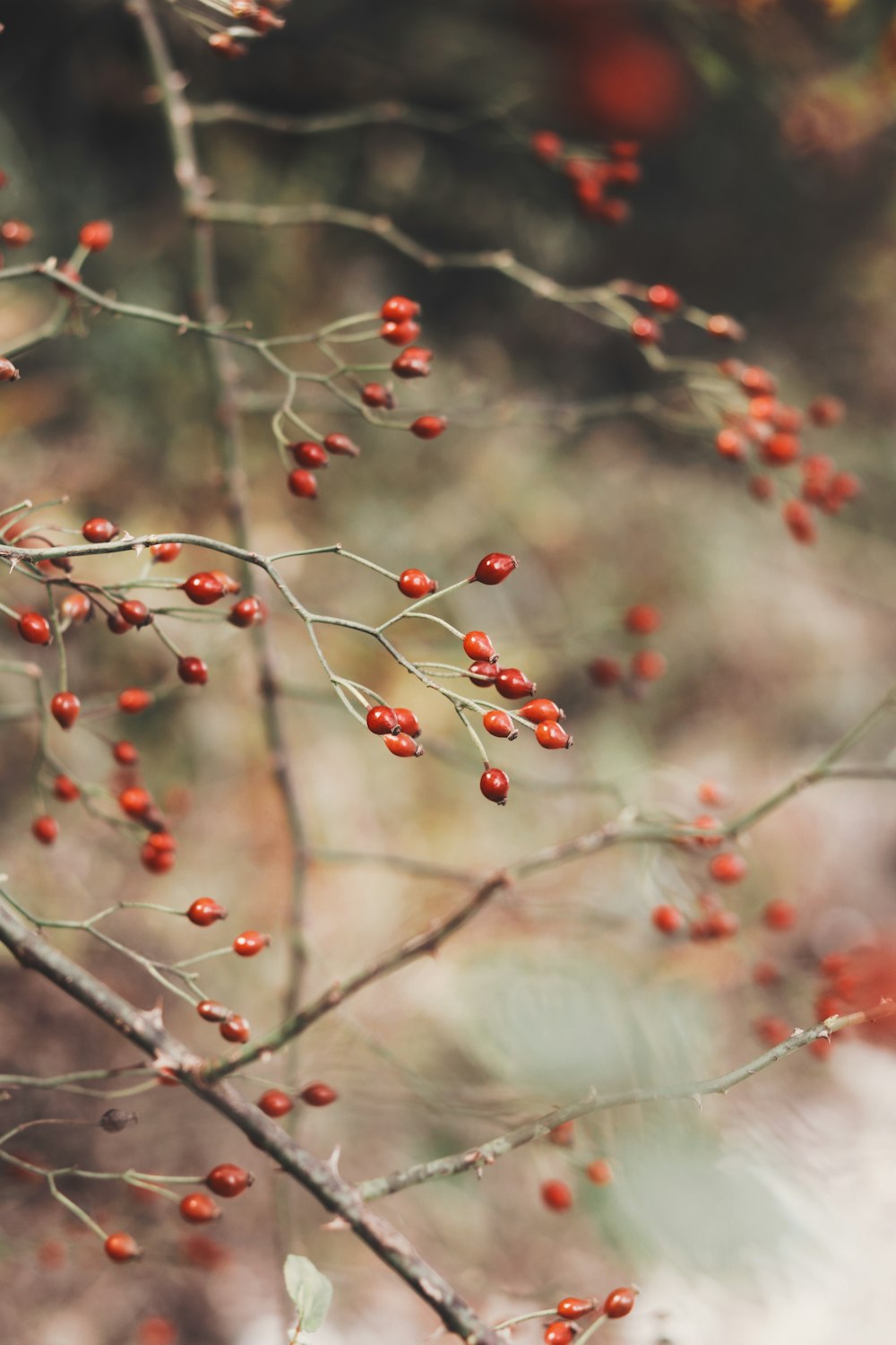 red and white round fruits