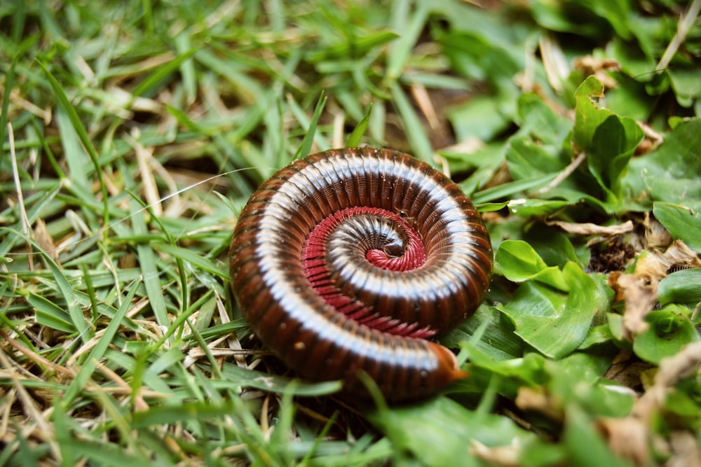 brown and black caterpillar on green grass during daytime