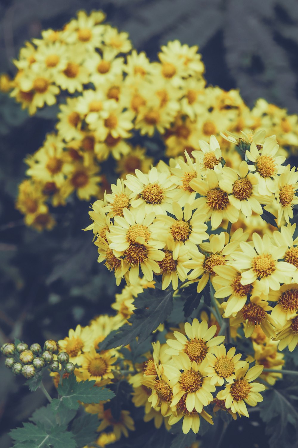 yellow flowers in tilt shift lens