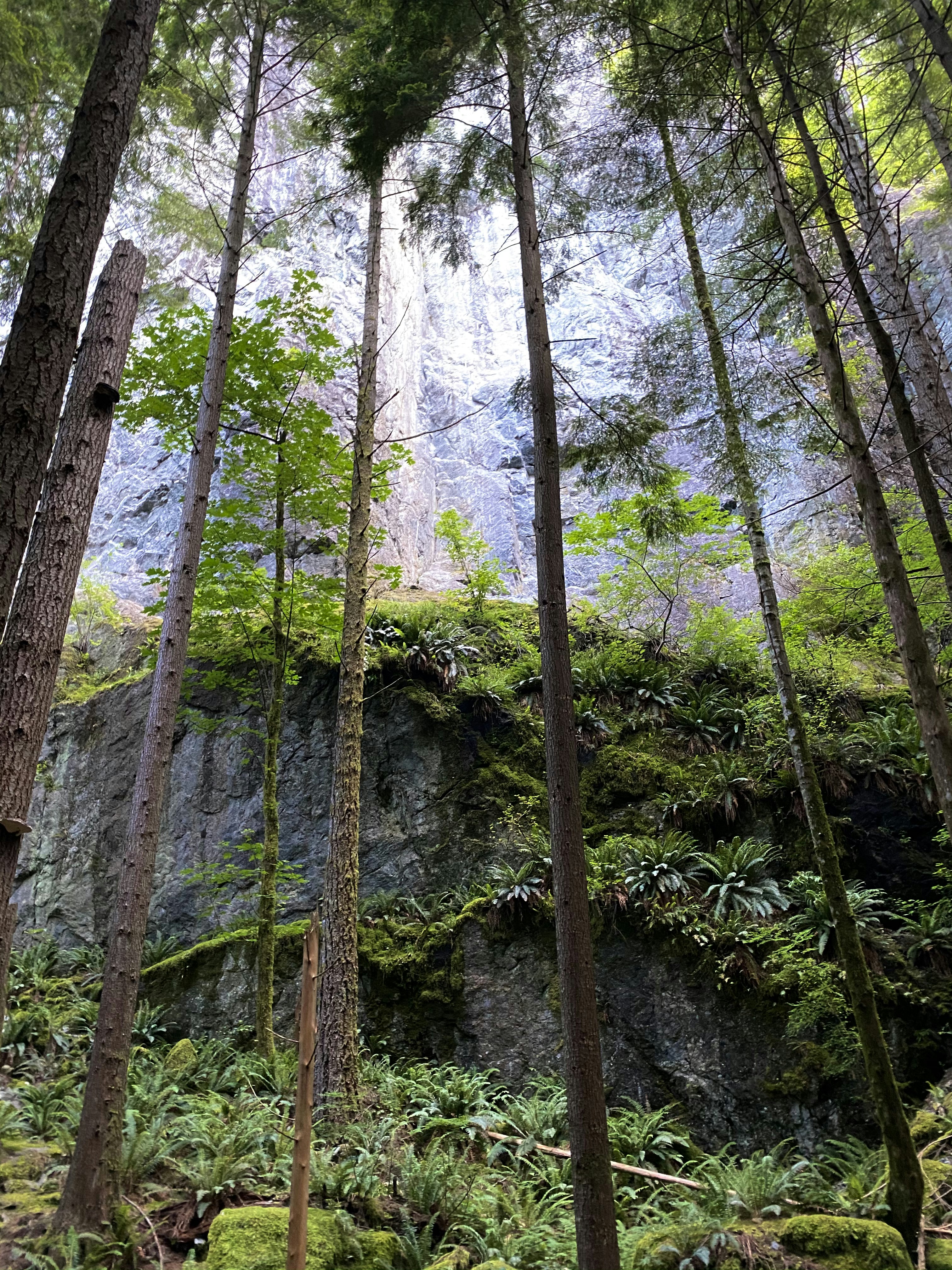 茶色と緑の木の幹の写真 Unsplashで見つけるの無料写真