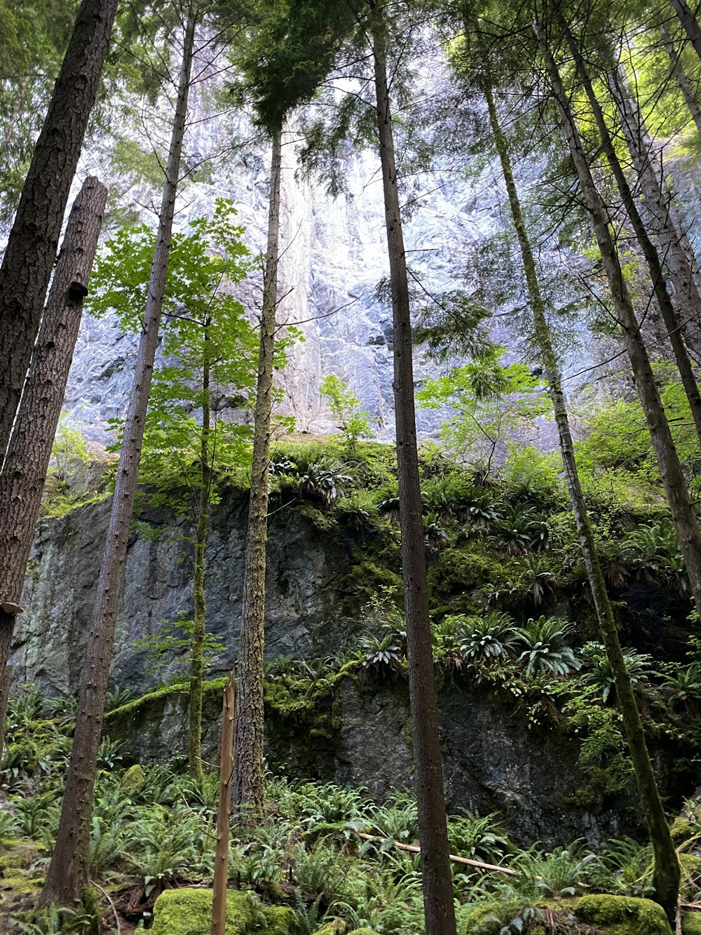 brown and green tree trunk