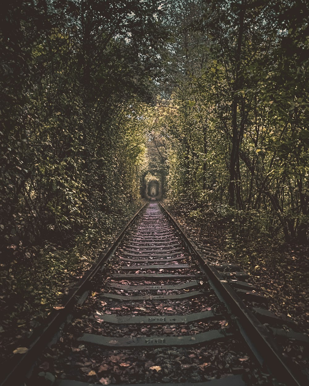 trem ferroviário na floresta