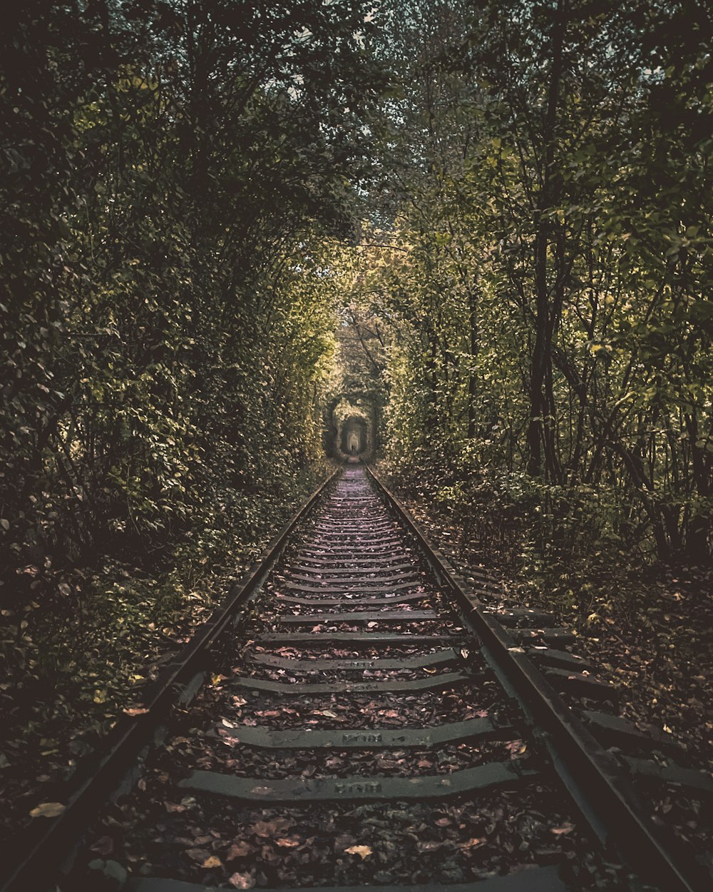 숲속의 기차 레일