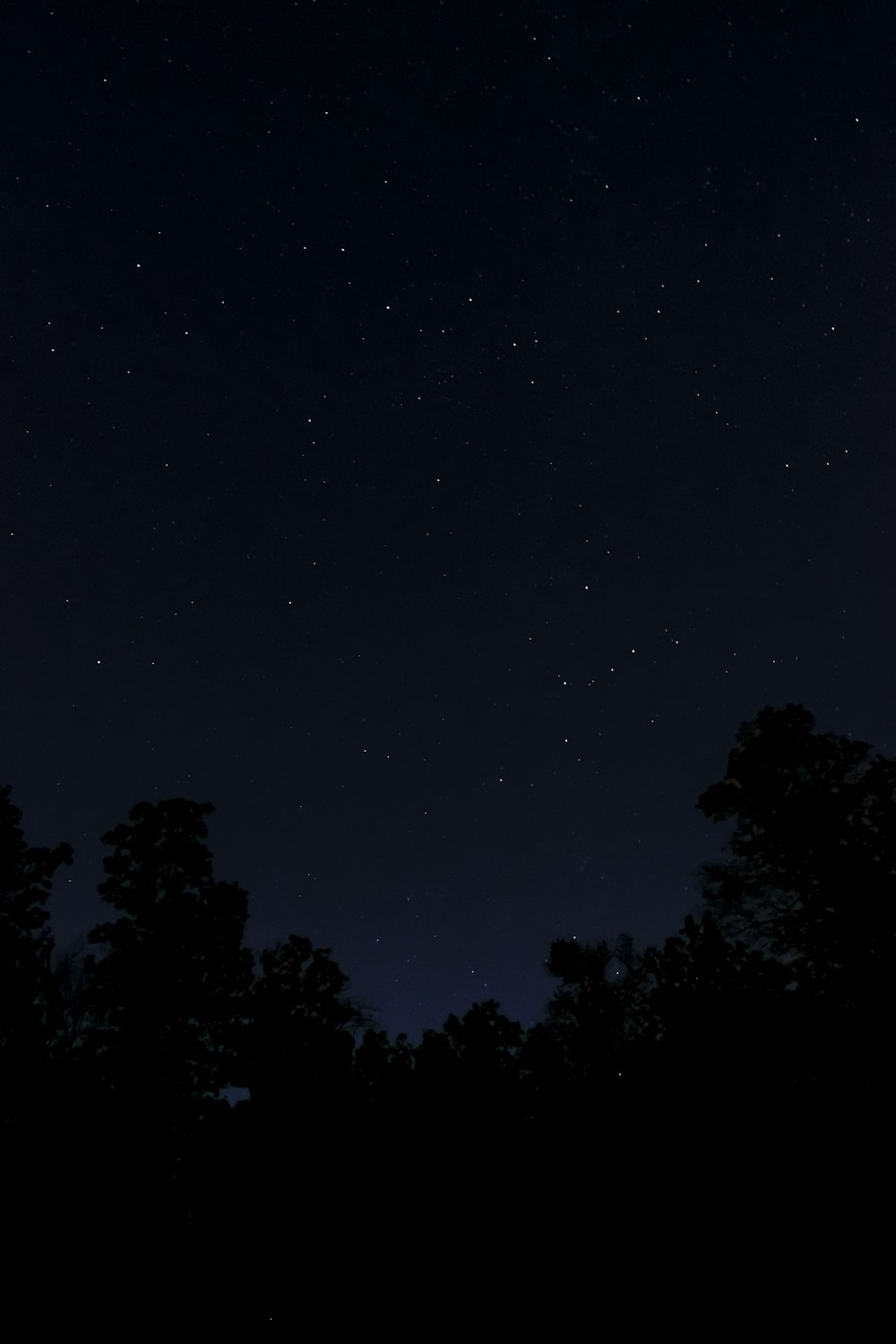 green trees under blue sky during night time