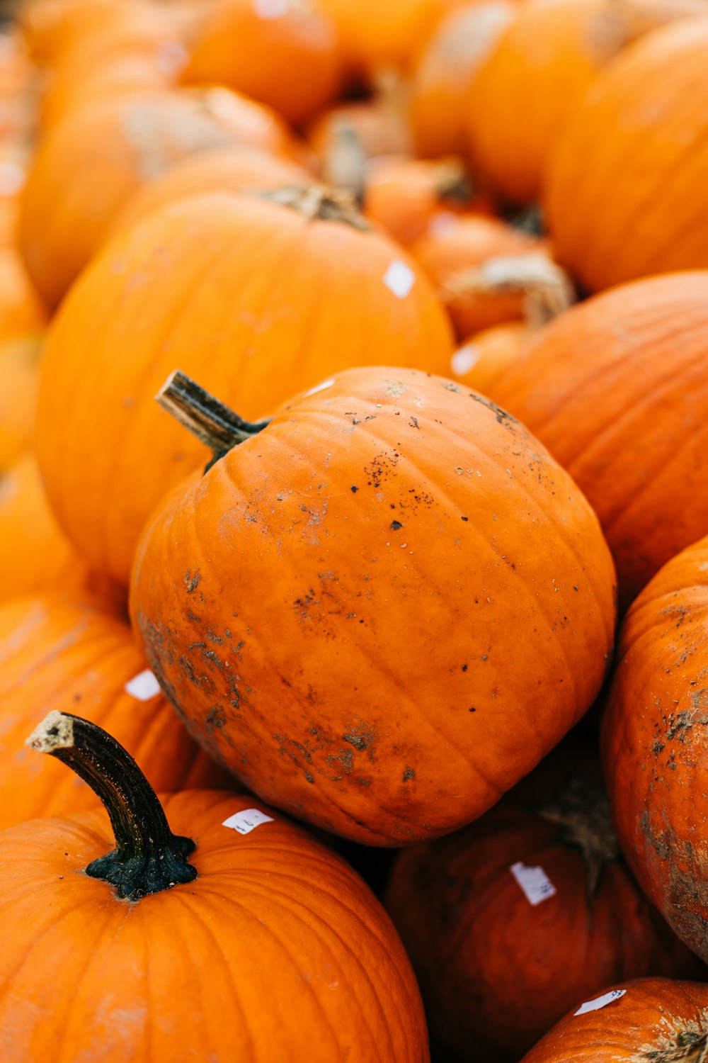 orange pumpkins on brown soil