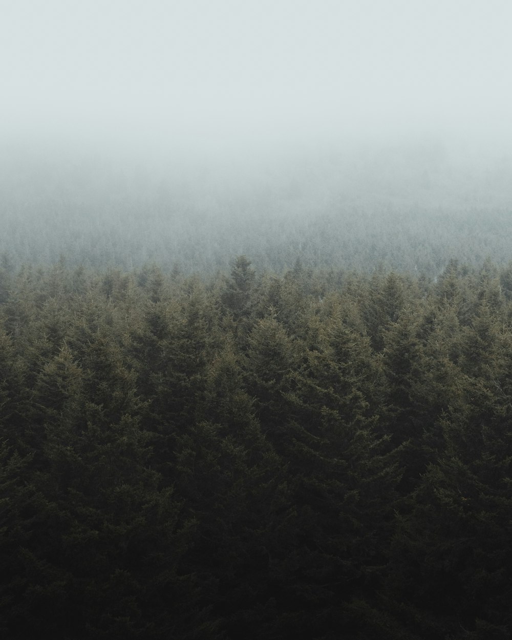 green trees under white sky during daytime