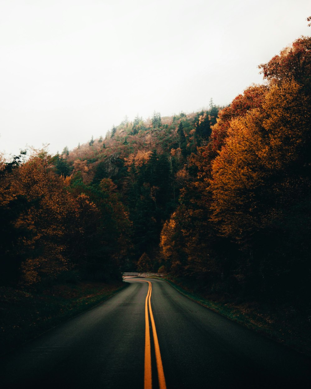 gray asphalt road between green trees during daytime