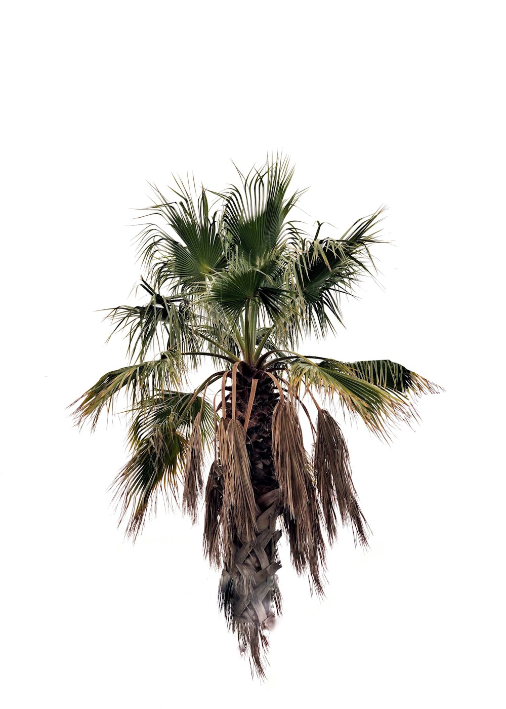 green palm tree on white background