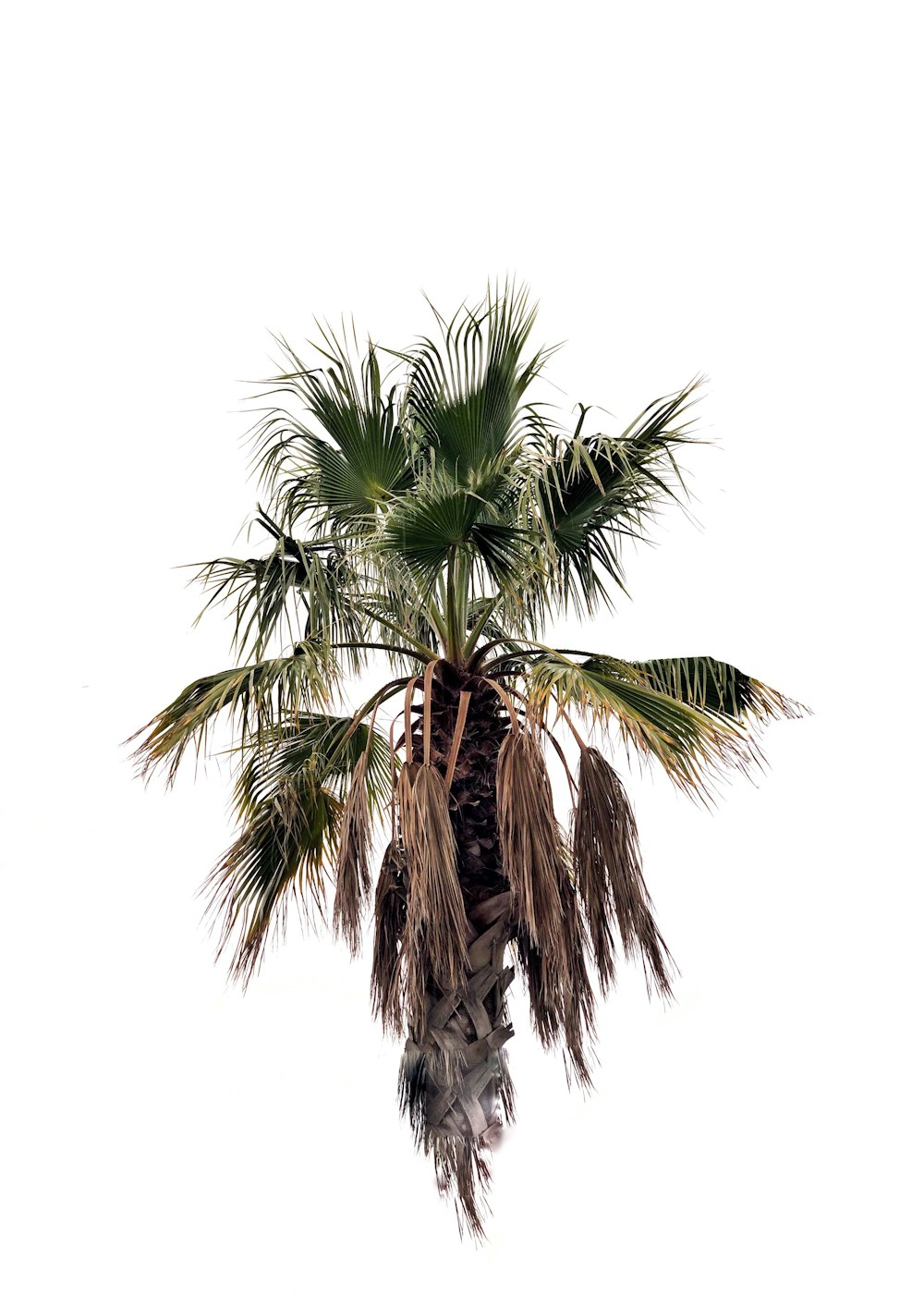 白い背景の上の緑のヤシの木の写真 Unsplashで見つける15 イースタン ビーチ ロードの無料写真