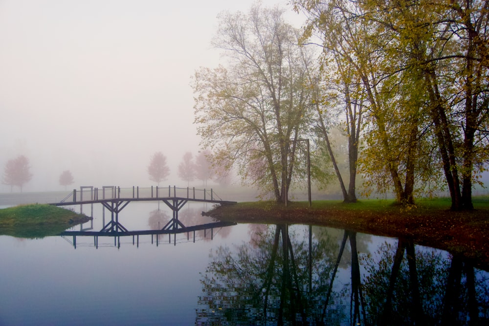 green trees near body of water during daytime