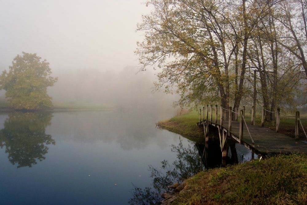 green trees beside river during daytime