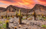 green cactus on rocky ground during sunset