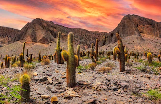green cactus on rocky ground during sunset