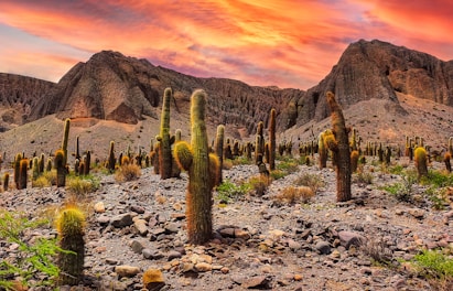 green cactus on rocky ground during sunset