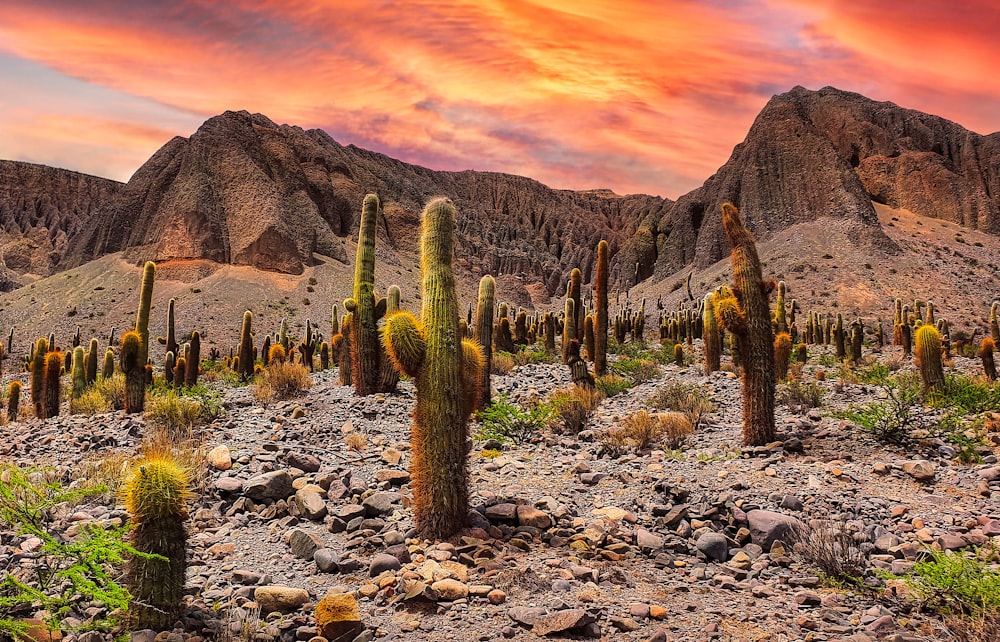 cactus verde su terreno roccioso durante il tramonto