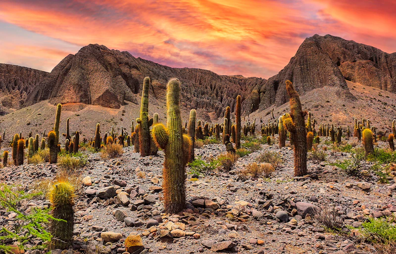 Best Casual Dinner Spots in Salta for a No-Fuss Evening Out