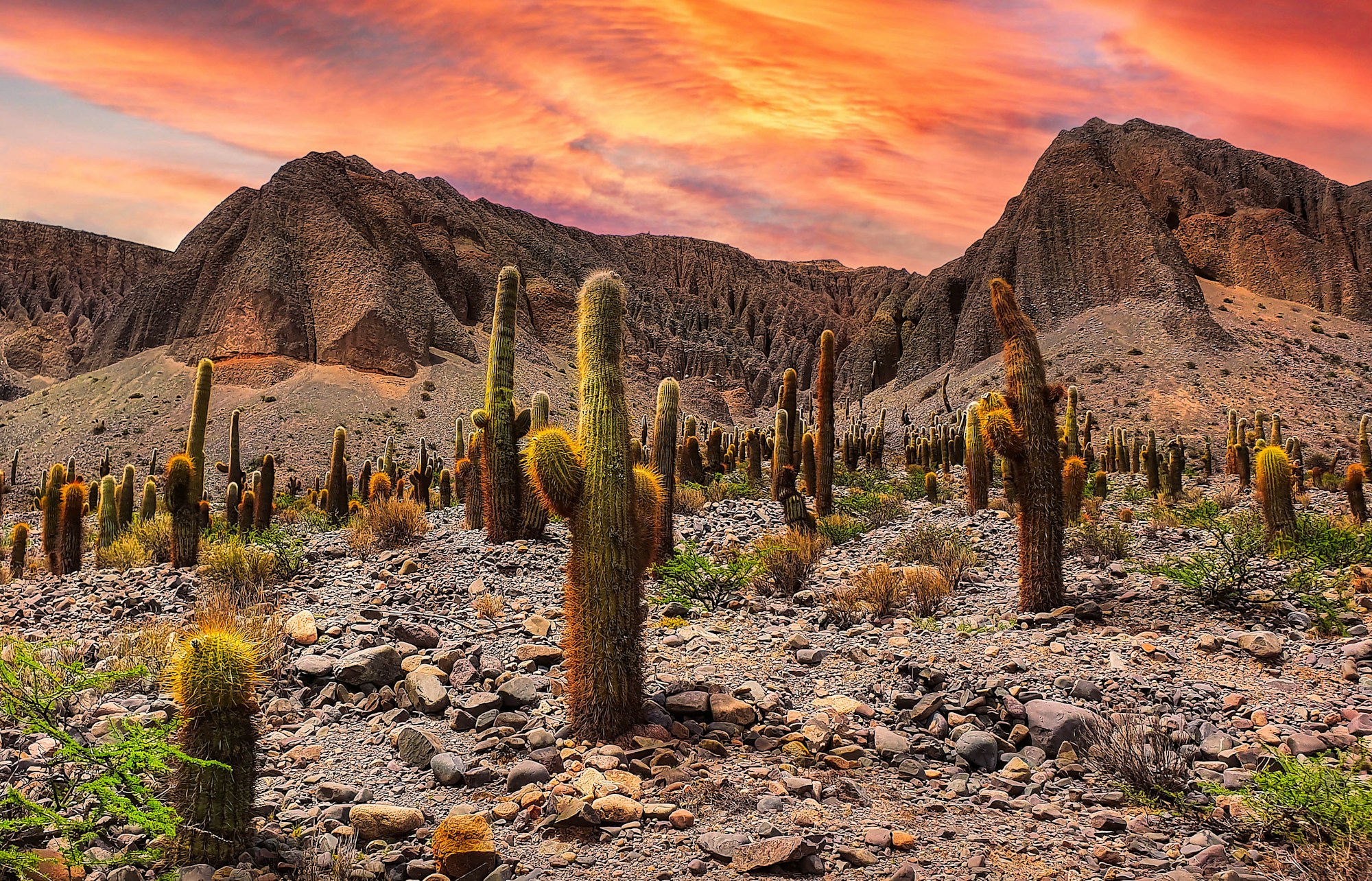 Columnar cacti on a rocky desert slope beneath eroded mountains in Salta province, Argentina