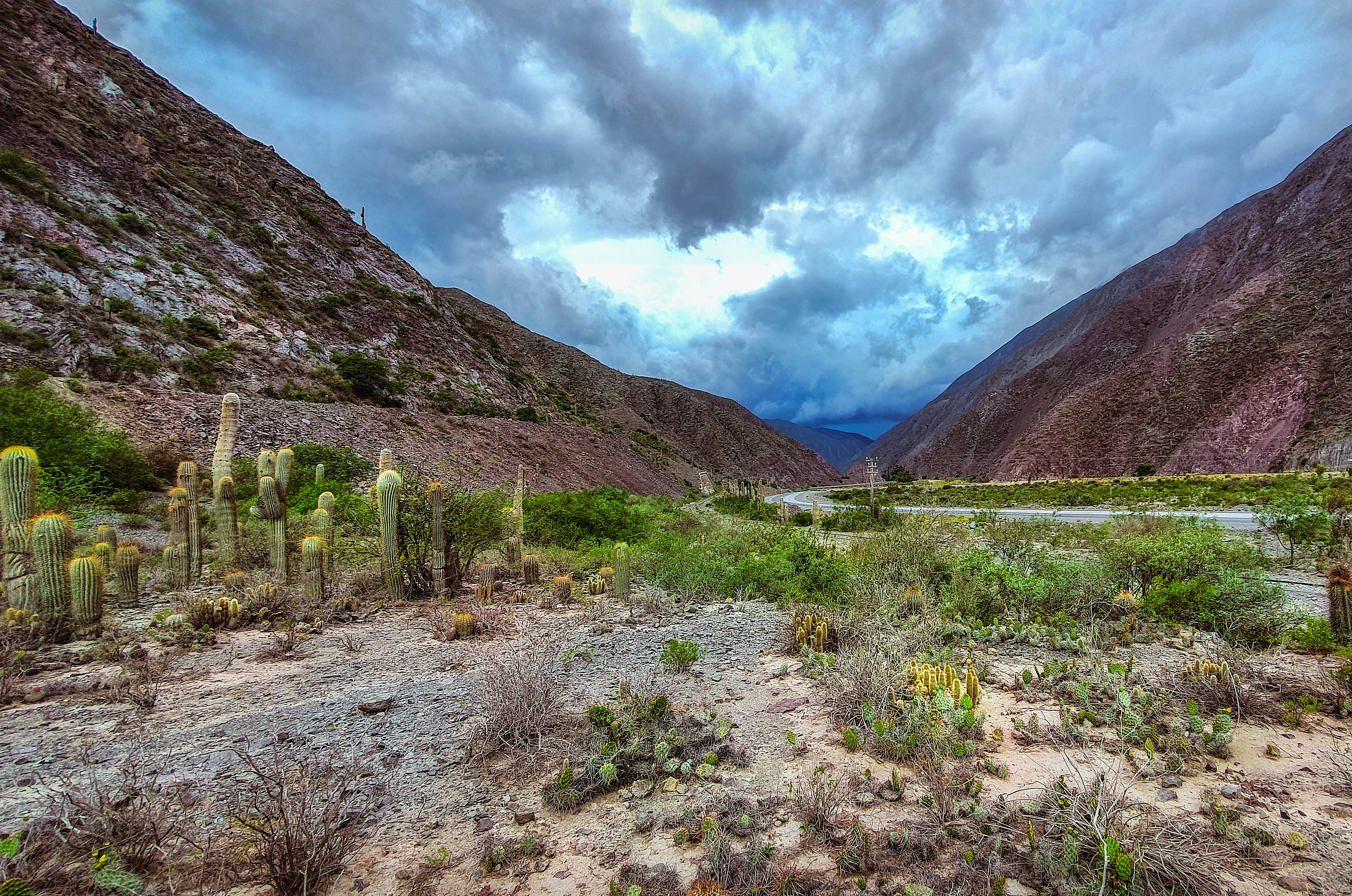 A stunning display of desert cacti variety in Arizona's landscape
