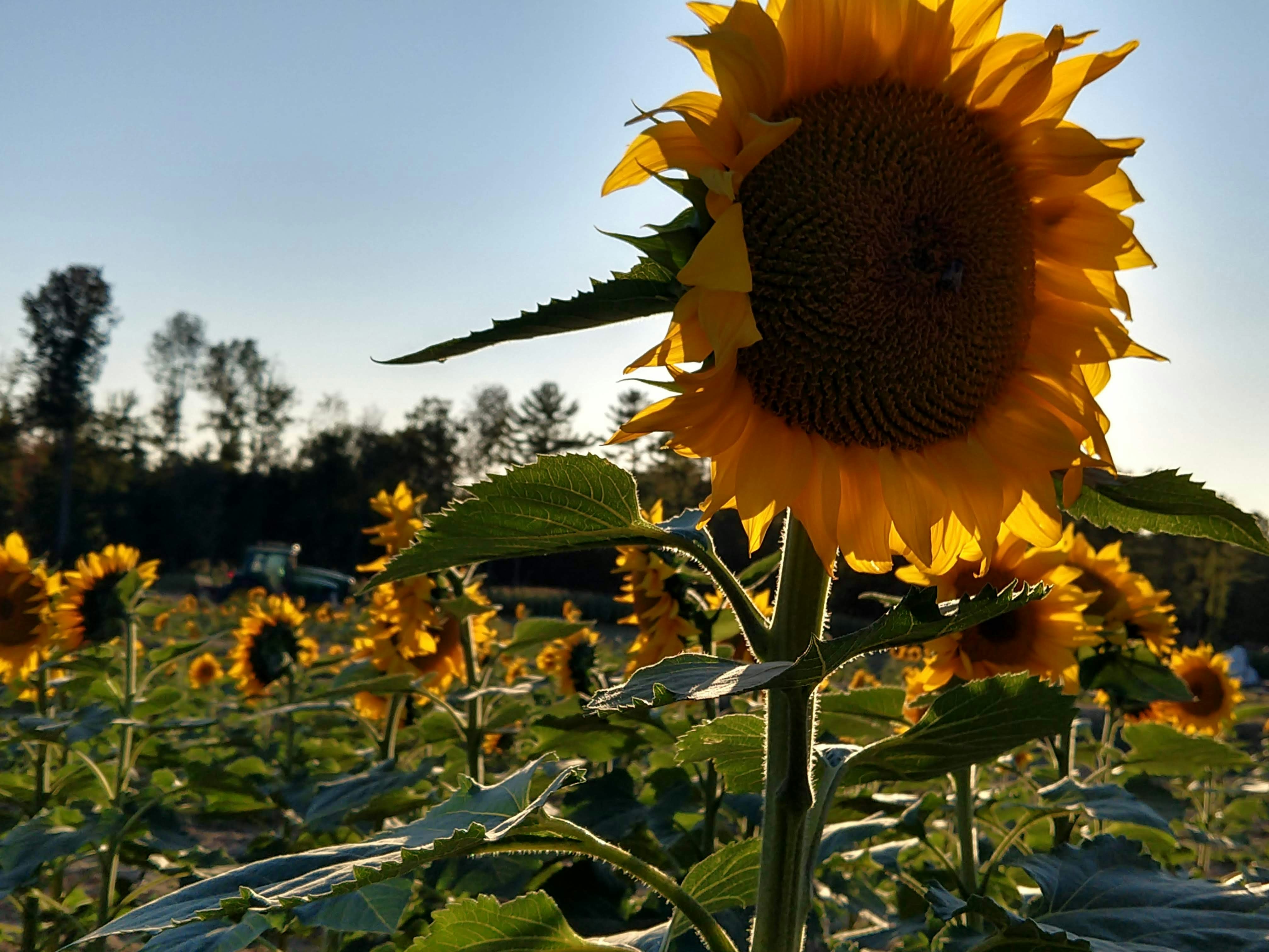 Photo by garnicanetwork