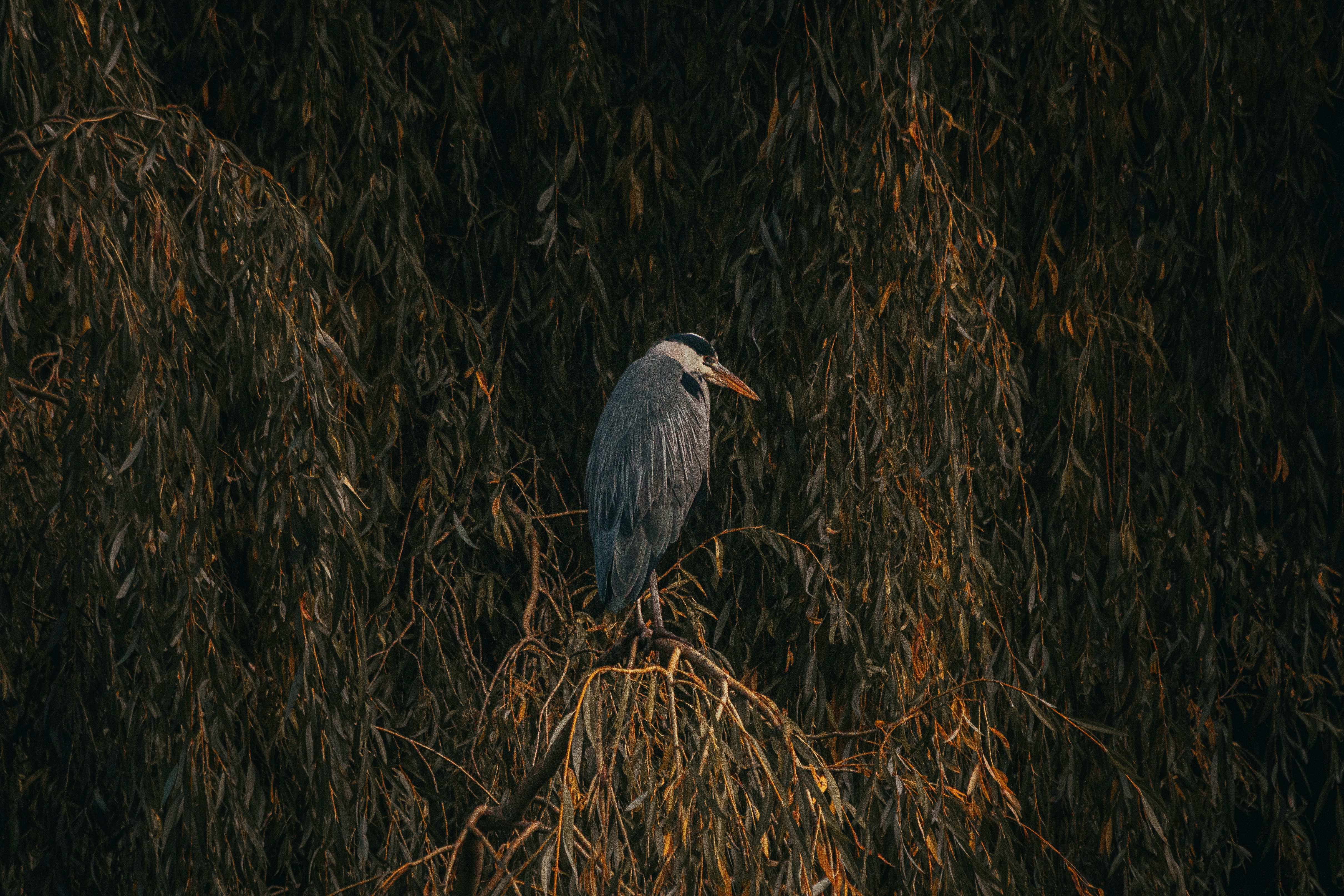 Photo by dom__