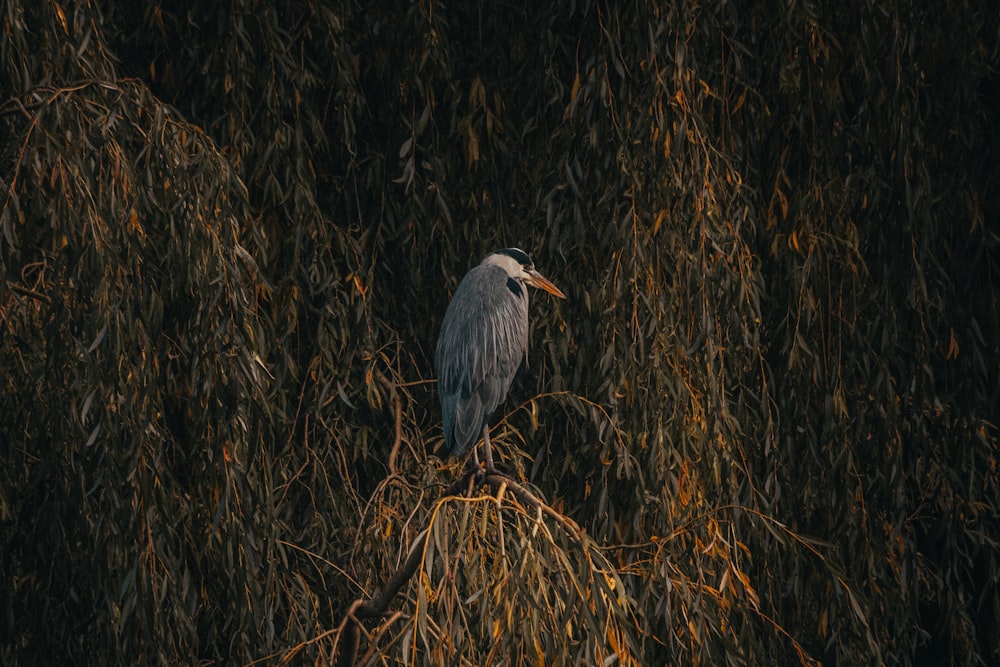 grey bird on brown grass during daytime
