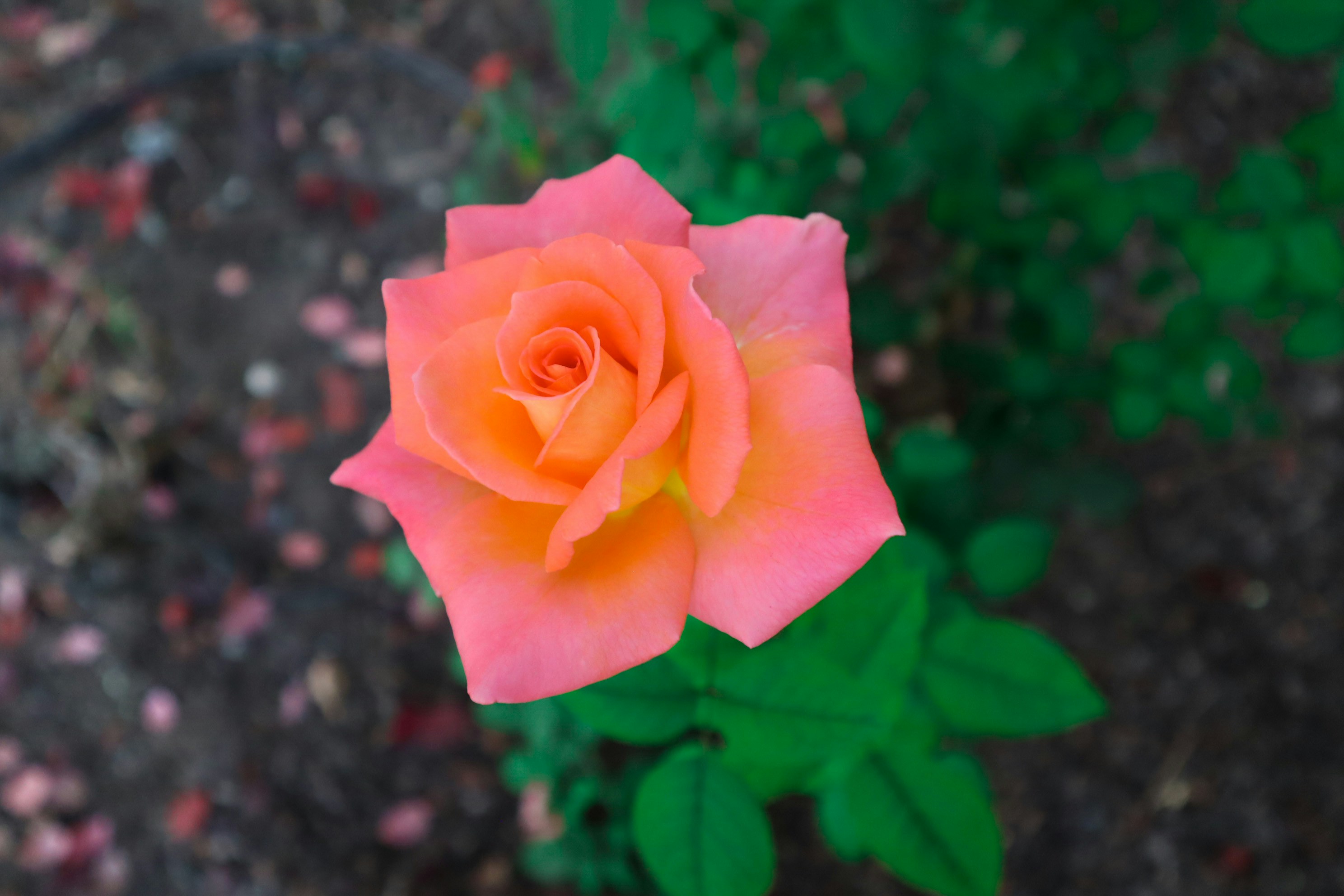 Pink rose in bloom during daytime photo Free Flower Image on Unsplash