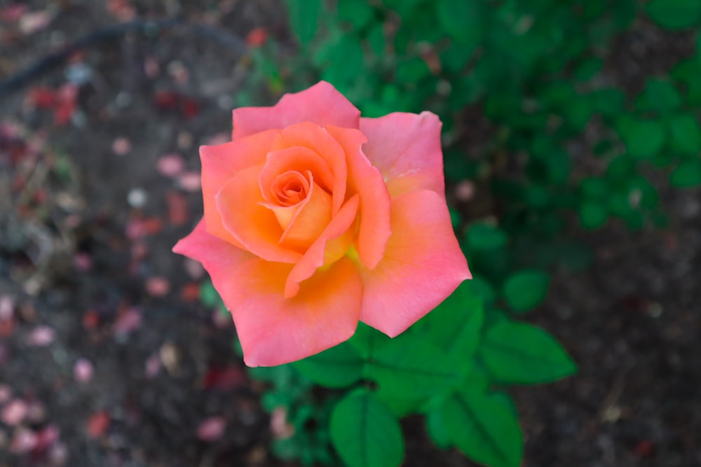 pink rose in bloom during daytime