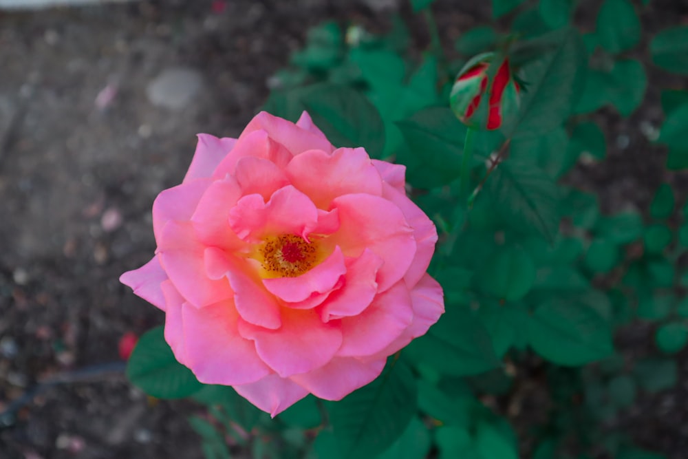 pink rose in bloom during daytime