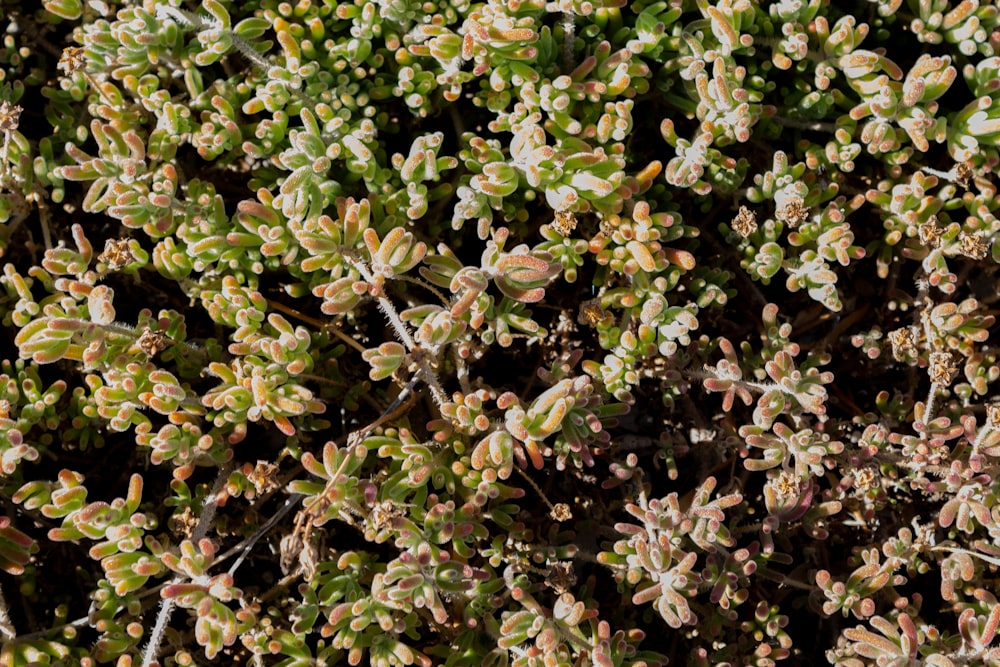 green and white plant during daytime